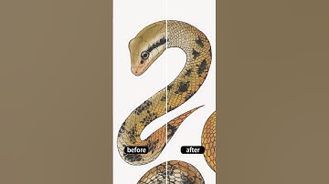 Snake scales drawing process with procreate, #animaldrawing #procreate #procreateart