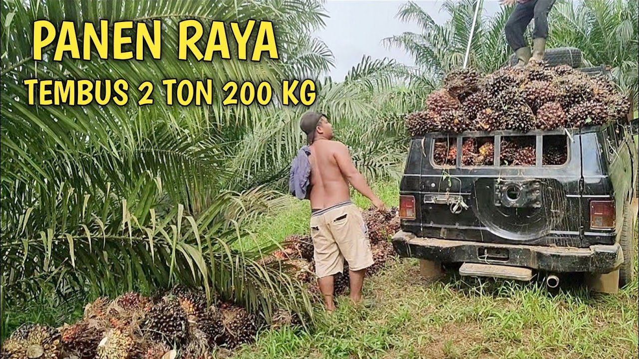 PANEN SAWIT YANGAMBI TEMBUS 2,2 TON SUNGGUH LUAR BIASA. @petanipemulatemah
