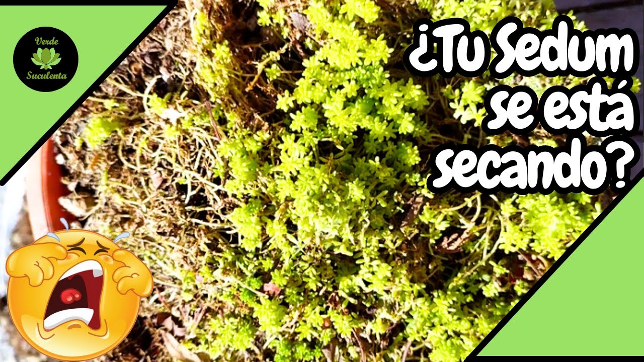 No esperes hasta perderlo, te muestro cómo arregle mi Sedum 