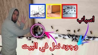 أسباب وجود النمل في البيت Les raisons pour lesquelles tu as des fourmis chez toi roqya france