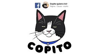 Música para Gatos by Copito Quiere Vivir 3,378 views 4 years ago 2 hours