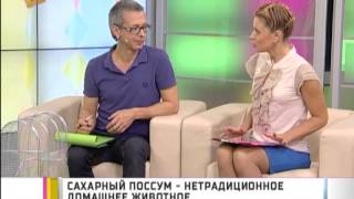 Сахарный поссум - нетрадиционное домашнее животное Сахарный поссум - нетрадиционное домашнее животное