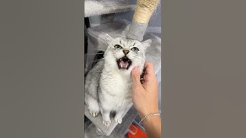 No, I’m Evil Kitty..