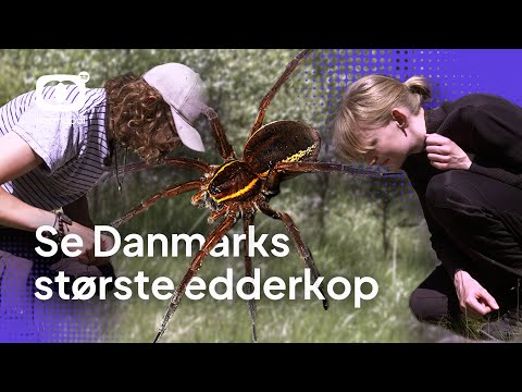 Video: Er edderkopper med lange ben skadelige?