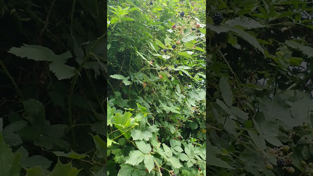 Blakberries ripen 