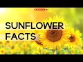 Amazing Sunflower Facts To Brighten Your Day