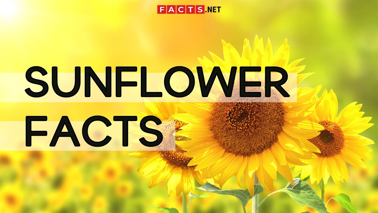 Sunflower Fun Facts You Didn't Know But Now You Do