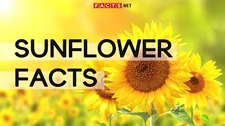 Amazing Sunflower Facts To Brighten Your Day