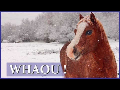 Vidéo: Est-ce qu'il neige chez les chevaux ?