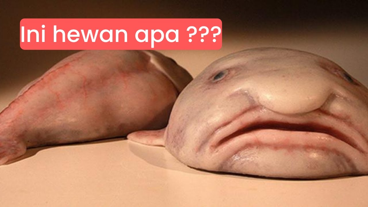Sexy Blobfish