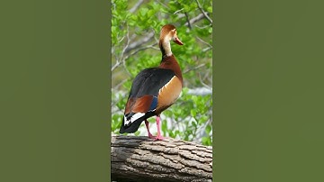 Black bellied Whistling Duck. #duck #duckhunting #gardenbirds #animallover