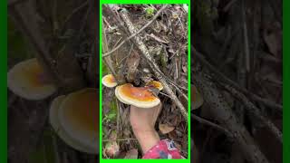 Exploiting Ganoderma mushrooms in forests in China