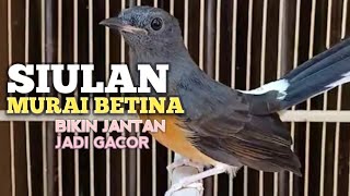 SUARA MURAI BATU BETINA memanggil jantan biar Emosi jadi NYAUT BUNYI GACOR BONGKAR MATERI ISIAN 
