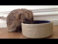 Video proof that hedgehogs can&#39;t read