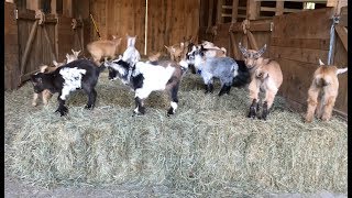 Goat Baby Olympics!