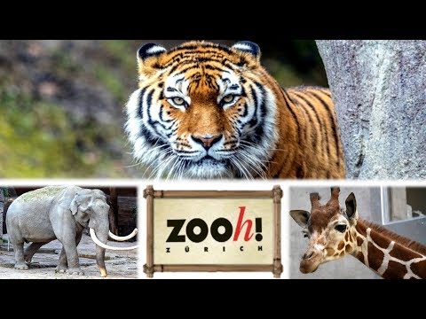 Video: Zoológico en zúrich