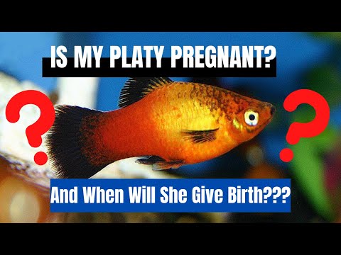 How to tell if my platy is pregnant and WHEN will she give brith PLATY BREEDING