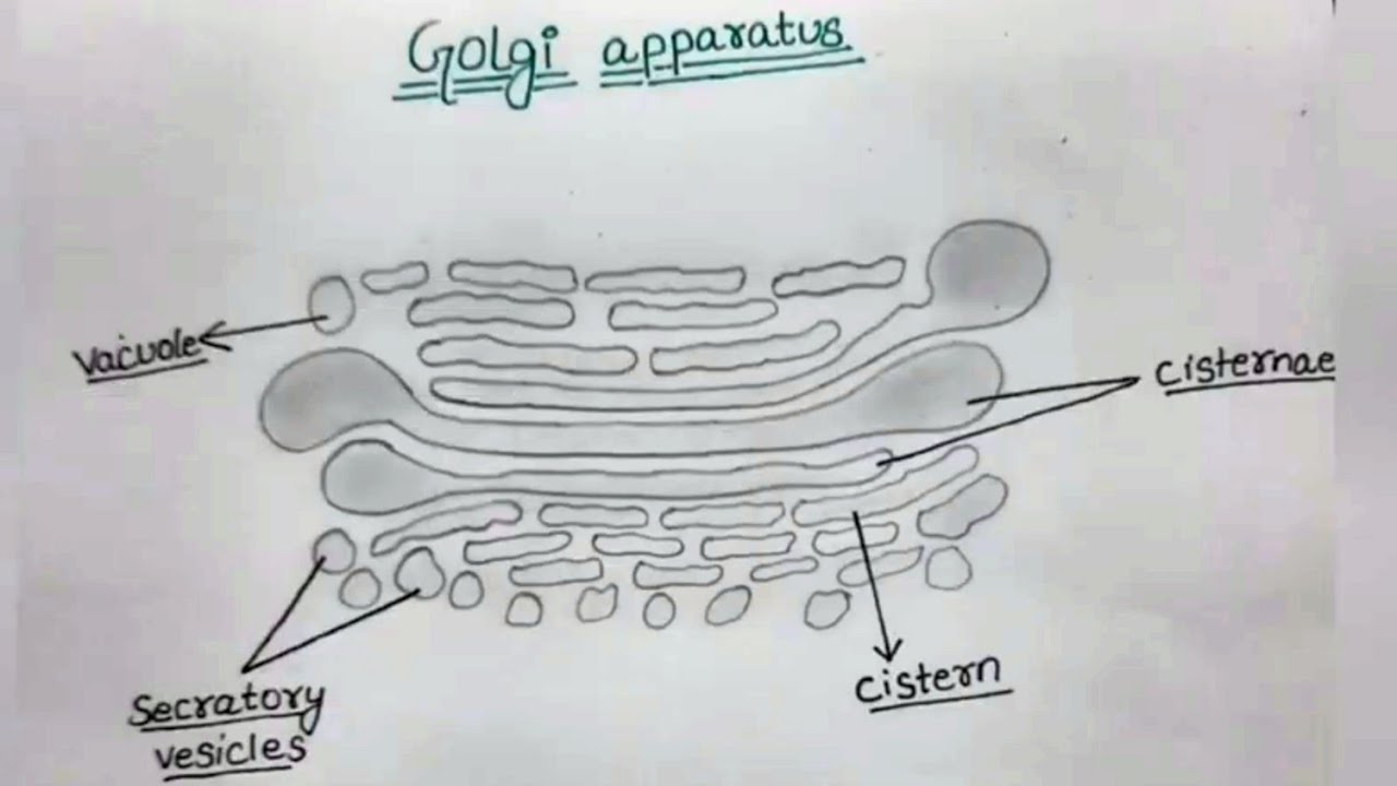 How to draw golgi apparatus|diagram of golgi apparatus| #diagram_of ...