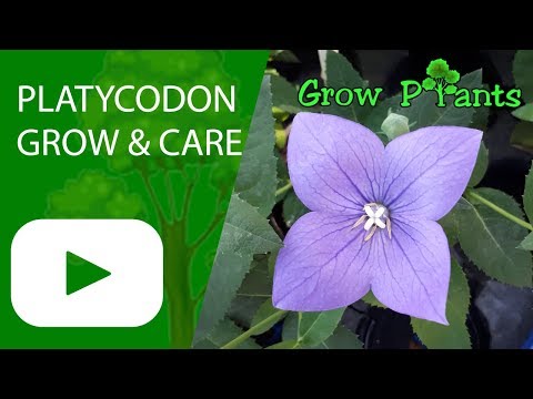 Platycodon - dyrkning og pleje (Platycodon grandiflorus)