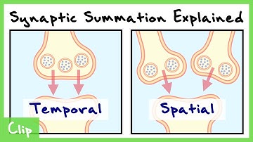 Temporal And Spatial Summation In Neurons Explained (With Passive Membrane Properties) | Clip