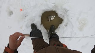 УДАЧНАЯ ВЕСЕННЯЯ РЫБАЛКА!!! ХАПУГИ СНОВА МЕНЯ ПОРАДОВАЛИ. ПОКА ОТВЛЁКСЯ ЕЛЕЦ УТАЩИЛ МОЮ УДОЧКУ.