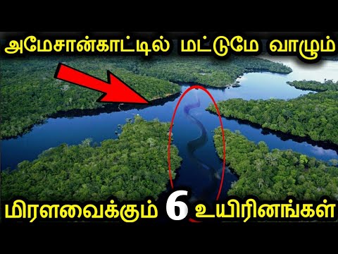 அமேசான் காடுகளில் மட்டுமே வாழும் ஆபத்தான 6 உயிரிள்! | 6 आश्चर्यकारक ऍमेझॉन प्राणी