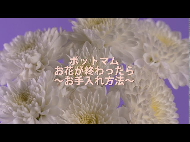 ポットマム お花が終わったら お手入れ方法 Youtube