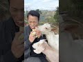 I've known since childhood to grab snacks #Shepherd Prince #My Rural Life