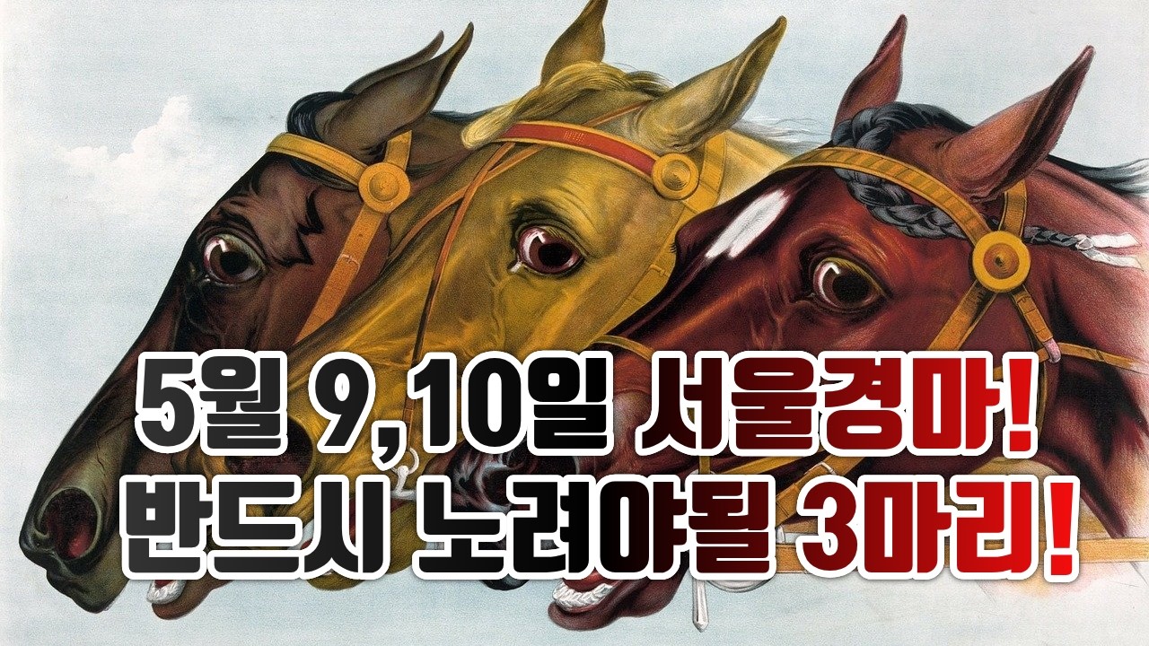5월 2주차 서울경마 취재 완료! 반드시 노려봐야될 3마리