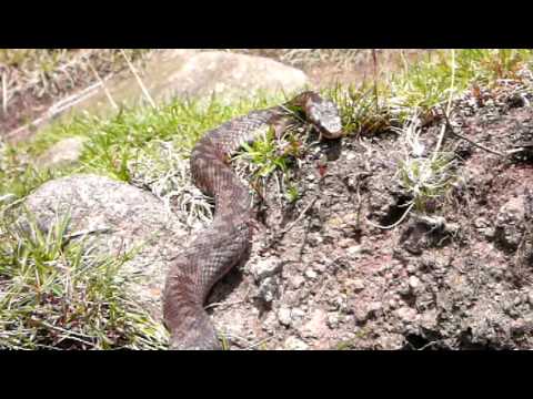 snake: brown adder in Derbyshire