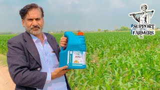 Makki per Kamyab trial | Maize Farming