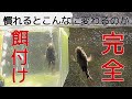 飼育され餌と人に完全に慣れたオヤニラミはこうなる