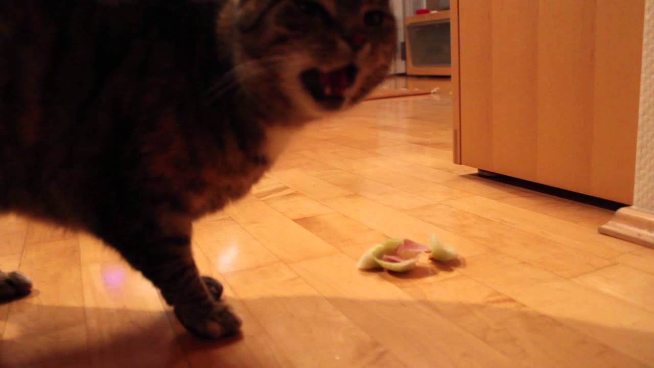 Cat eats onion See facial expressions YouTube