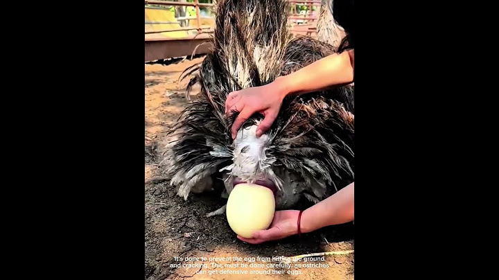 Catching an Ostrich Egg Before It Hits the Ground