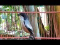Super Mantap Kicauan Ini Bikin Cendet Ngeplong Ngajak Narung Tiap Kali Dengar Mp3 - Mp4 Download
