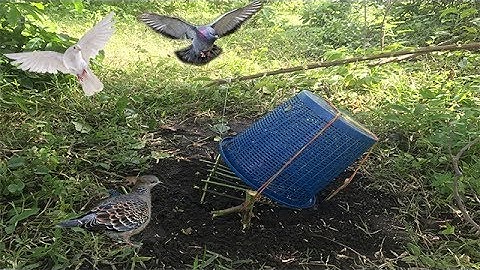 Awesome Quick Bird Trap & Easy To Make Using Recycle Bin #Amazing