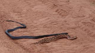 Black-Necked Spitting Cobra Vs. Puff Adder, Ruaha 22020