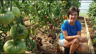 видео: Обзор томатов в теплицах. Проверенные сорта и урожайные новинки. картинка: Обзор томатов в теплицах. Проверенные сорта и урожайные новинки.