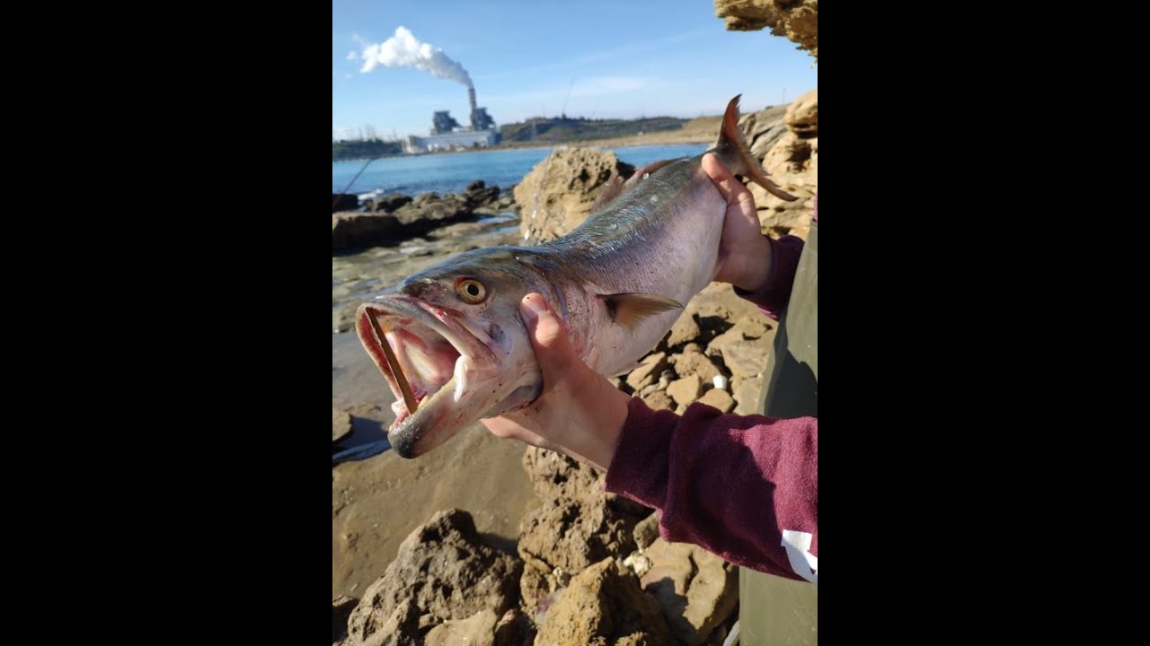 Kofana Avı (Bluefish Hunting) - Adana Yumurtalık Balık Avı #topwater #feedpopper