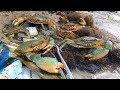 养殖场海鲜泄漏，引来“极品蟹王”满地抢食，，阿文全部一网打尽