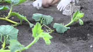 Grow Big Pumpkins - Vine Burying, Pollination, Vine Training