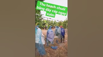 Thu hoạch chuối bằng dây cáp ròng rọc ngay tại vườn #shorts #chuoi #chuối #nongnghiepvietnam