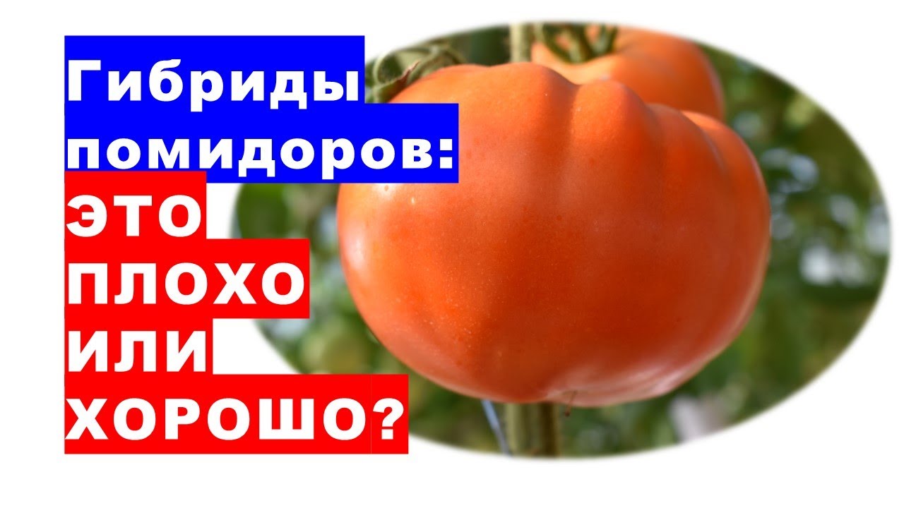 Томаты гибриды лучшие сорта. Томаты гибриды лучшие сорта