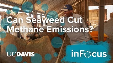 Can Seaweed Cut Methane Emissions on Dairy Farms?