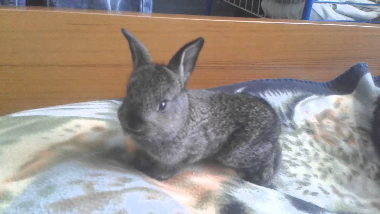 Cute baby bunny 