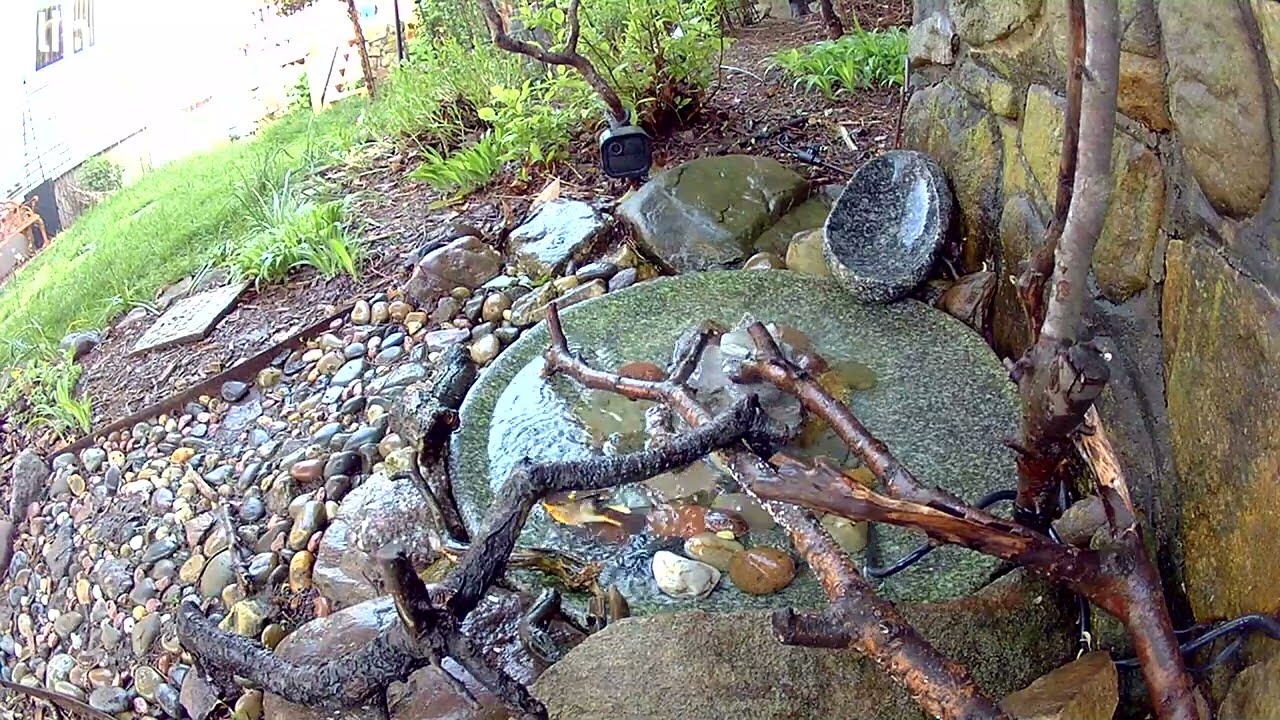 5-16-2025 4:27PM Male American Redstart Top