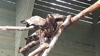 Blyförgiftad havsörn - White tailed eagle Lead Toxicity by Stockholms Vildfågel Rehab 368 views 4 years ago 1 minute, 36 seconds