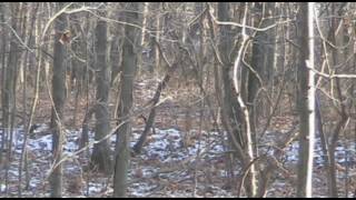 Huge Indiana Bobcat!