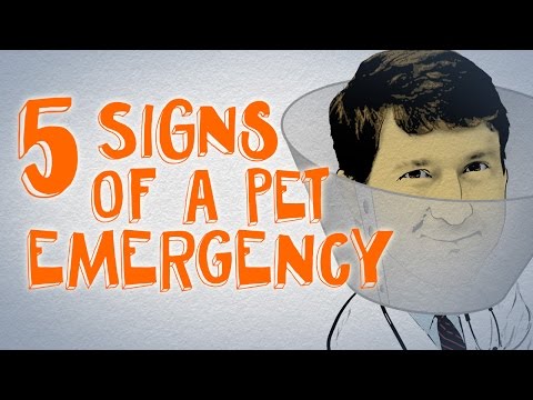 You NEED to Know About These 5 Pet Emergencies (Breathing & Digestion)