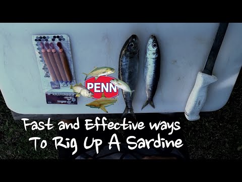 Fastest ways to Rig a sardine